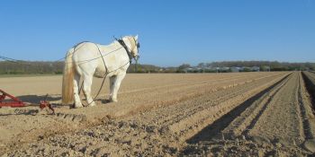 Illustration du billet Mangez-moi mangez-moi mangez-moi