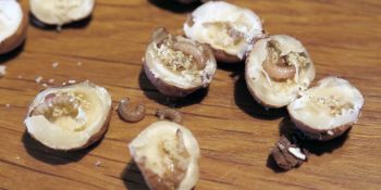 Illustration du billet Mes trucs et astuces contre les mites alimentaires